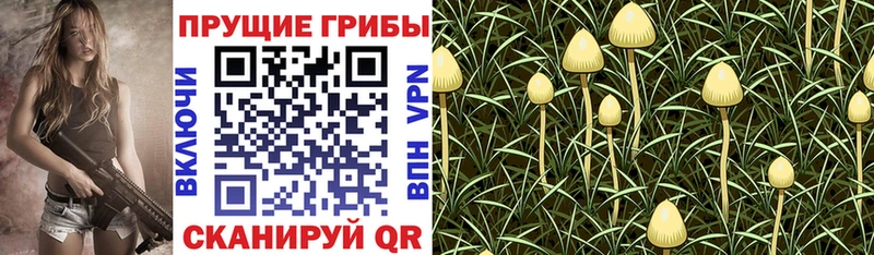 Псилоцибиновые грибы Cubensis дарнет шоп mega ТОР Собинка